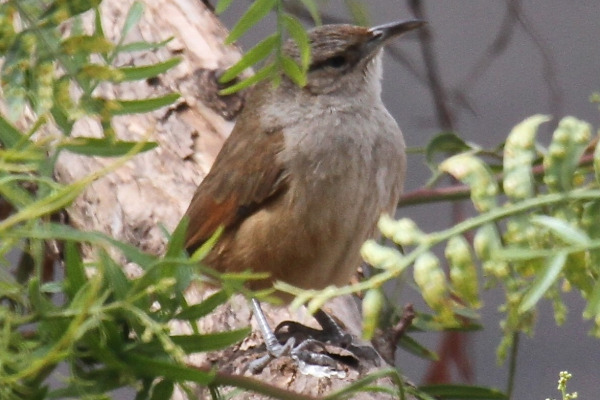 Streak-capped Spinetail