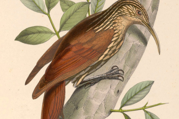 Streak-headed Woodcreeper