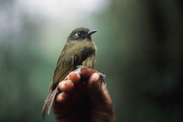 Streak-necked Flycatcher