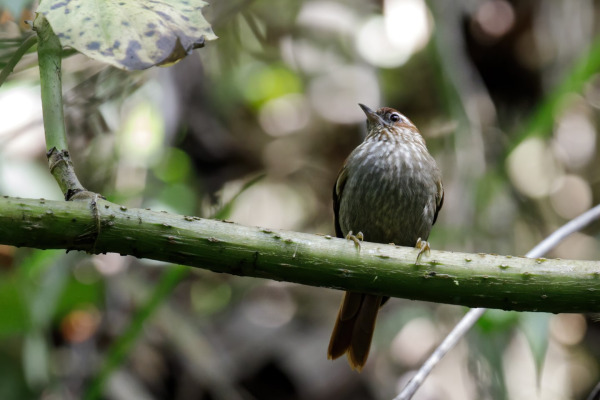 Streak-throated Bush-Tyrant