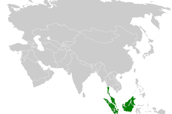 Streaked Bulbul