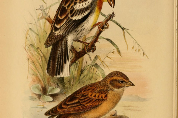 Streaked Bunting