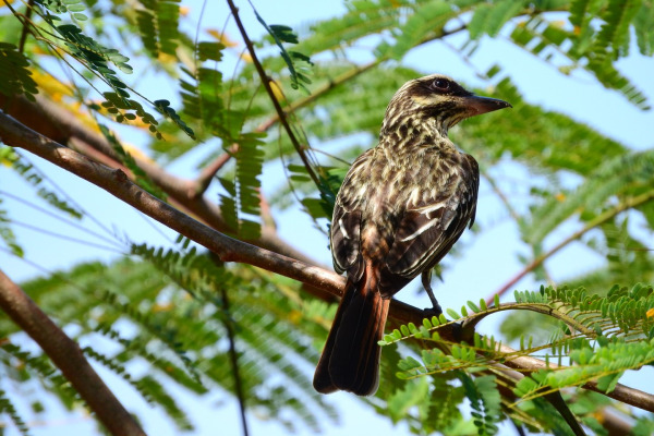 Streaked Flycatcher