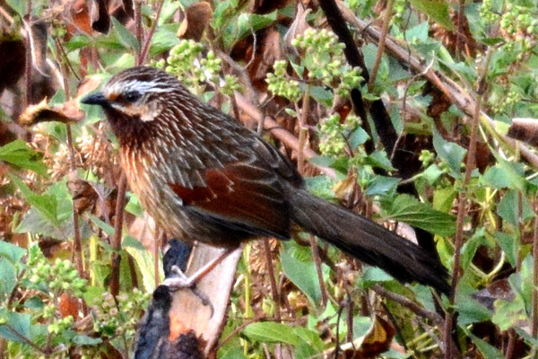 Streaked Laughingthrush