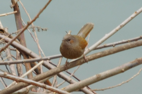 Streaked Laughingthrush