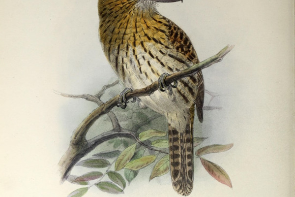 Streaked Puffbird