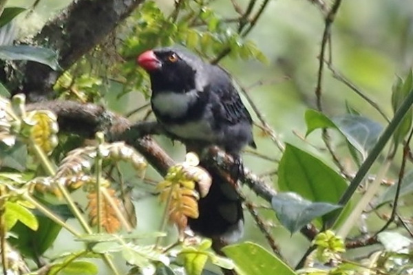 Streaked Saltator
