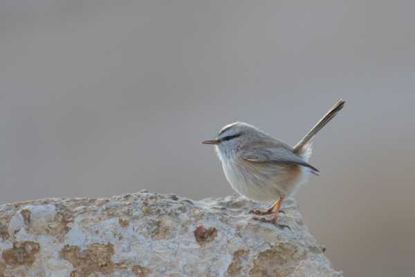 Streaked Scrub Warbler
