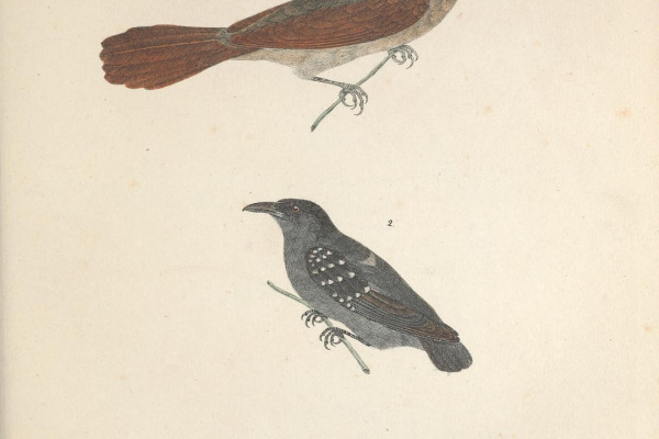 Streaked Spiderhunter