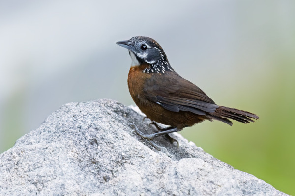 Streaked Wren-Babbler