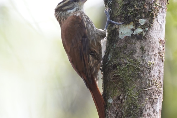 Streaked Xenops