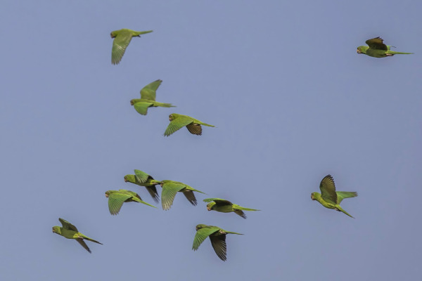 Strenuous Parrot