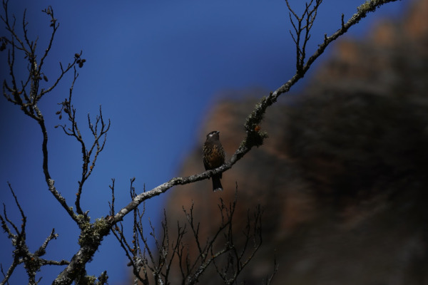 Stresemann's Bush Warbler