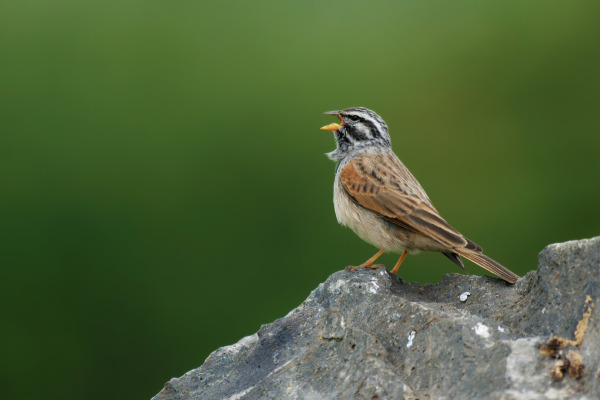 Striated Bunting