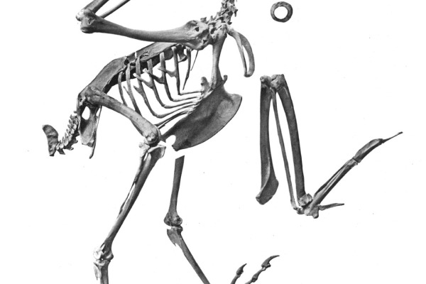 Striated Caracara