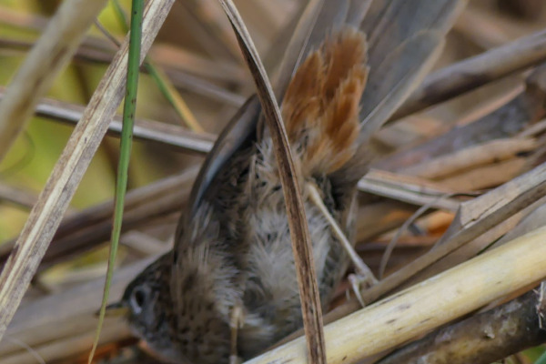 Striated Grassbird