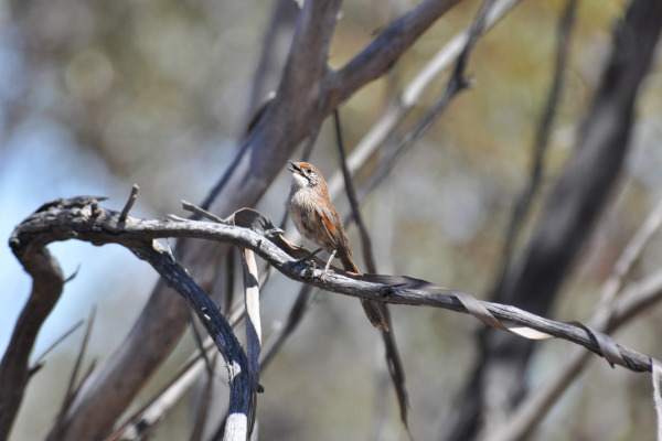 Striated Grasswren