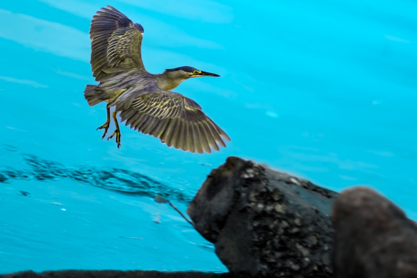 Striated Heron