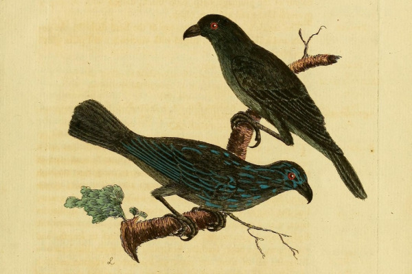 Striated Starling