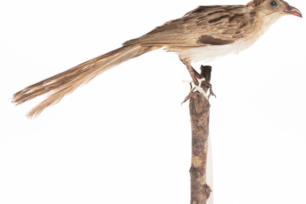 Striated Woodcreeper