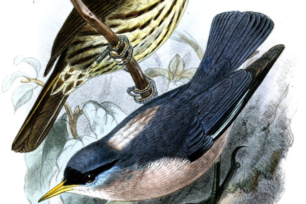 Striated Wren-Babbler