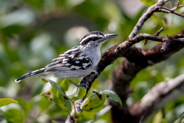 Stripe-backed Antbird