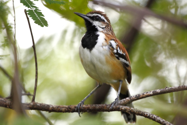 Stripe-backed Antbird