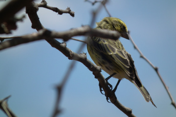 Stripe-backed Seedeater