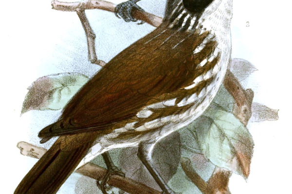 Stripe-breasted Rhabdornis
