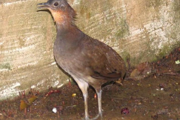 Stripe-faced Wood Quail