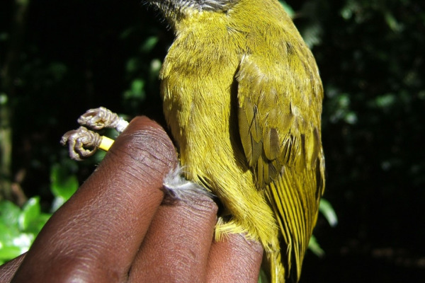 Stripe-faced Wren-Babbler