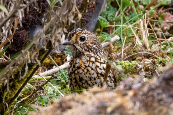 Stripe-headed Antpitta
