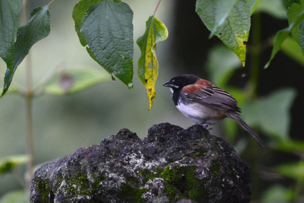 Stripe-headed Sparrow