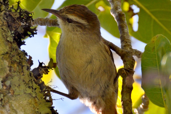 Stripe-headed Spinetail