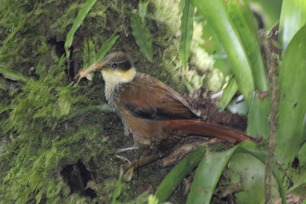 Stripe-headed Woodcreeper