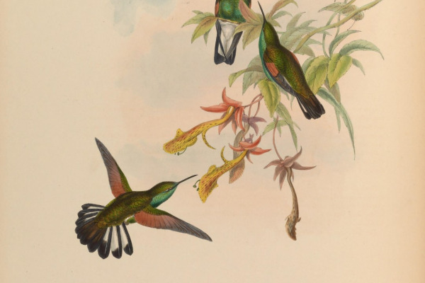 Stripe-tailed Hummingbird