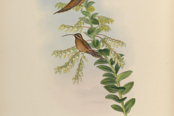 Stripe-throated Hermit