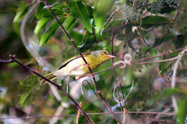 Stripe-throated Jery