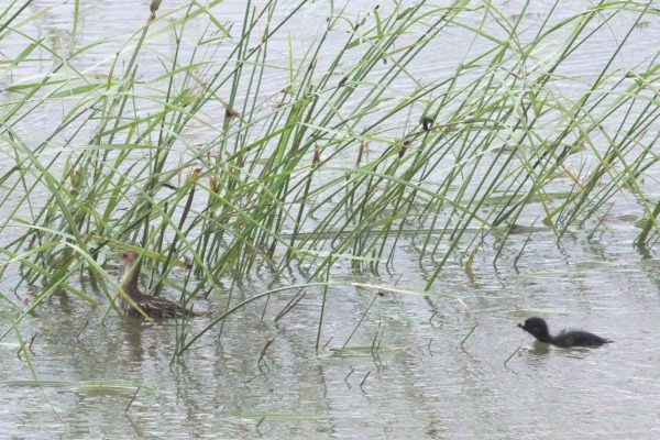 Striped Crake