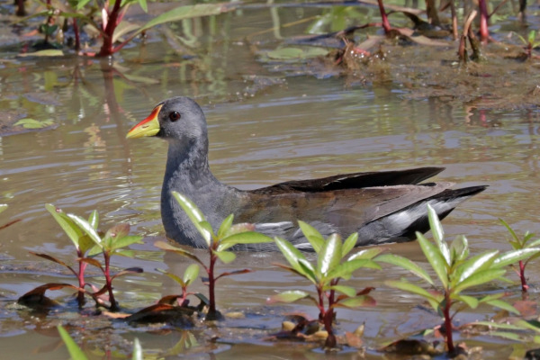 Striped Crake