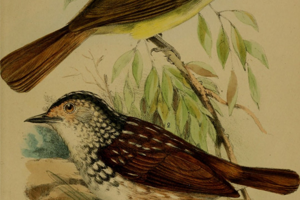 Striped Honeyeater