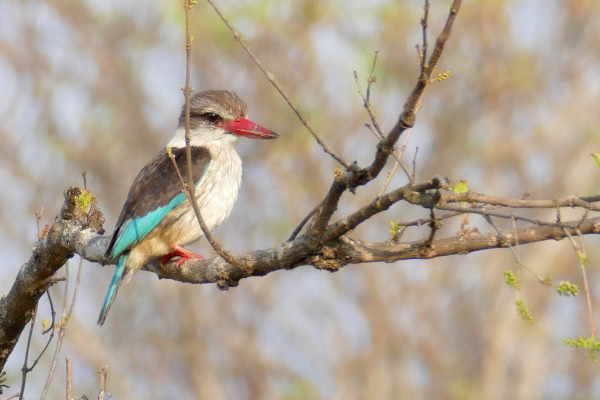 Striped Kingfisher