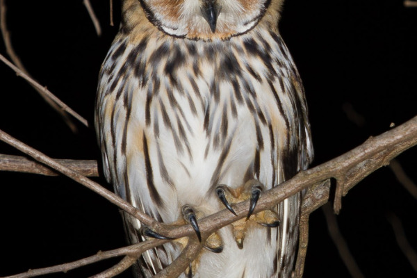Striped Owl