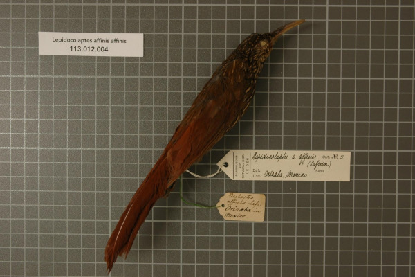 Striped Woodcreeper