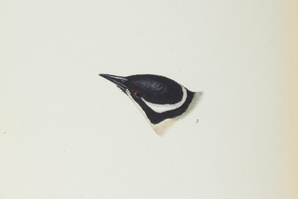 Strong-billed Honeyeater