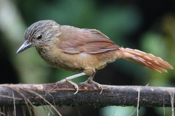 Strong-billed Woodcreeper