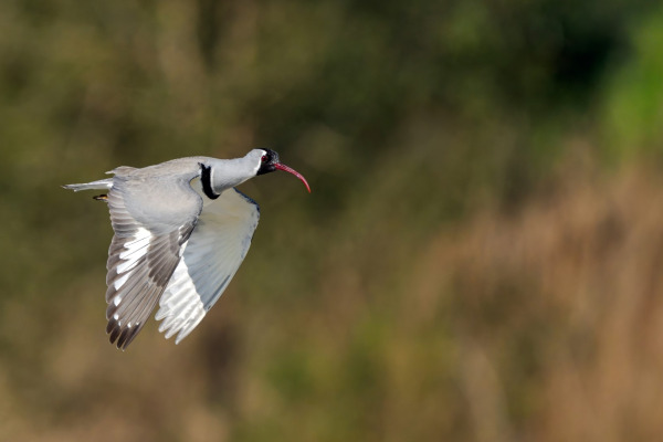 Struthers's ibis