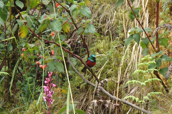 Stuhlmann's Double-collared Sunbird