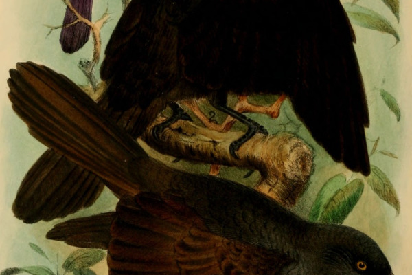 Stuhlmann's Starling