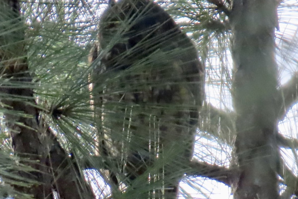 Stygian Owl
